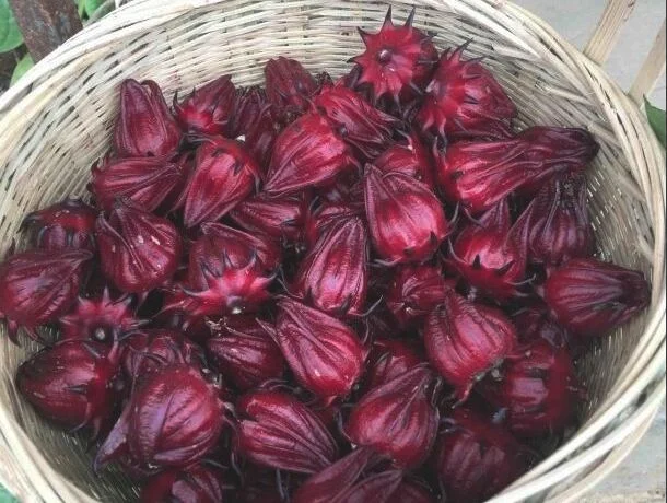红桃k